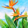 Bird-of-Paradise-plant-paint-by-numbers