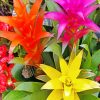 Bromeliad-flowers-paint-by-numbers