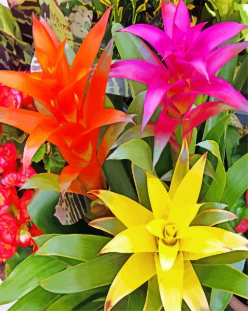 Bromeliad-flowers-paint-by-numbers