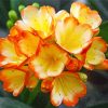 aesthetic-Clivia-paint-by-number