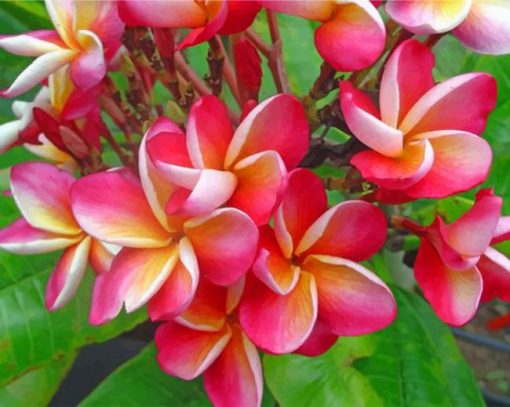 aesthetic-frangipani-paint-by-number