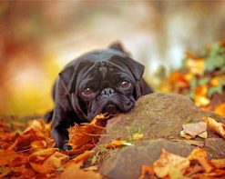 black-pug-and-leaves-paint-by-numbers