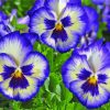 blue-pansies-paint-by-number