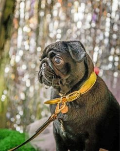 cute-black-pug-paint-by-number