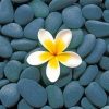 frangipani-and-stones-paint-by-number