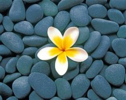 frangipani-and-stones-paint-by-number