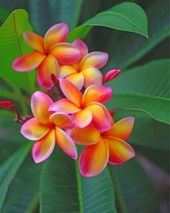 frangipani-paint-by-numbers