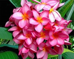 pink-frangipani-paint-by-numbers