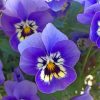 purple-pansies-paint-by-numbers