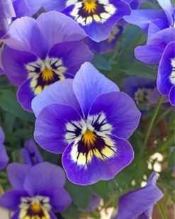 purple-pansies-paint-by-numbers