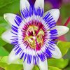 purple-passionflower-paint-by-number