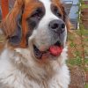 saint-bernard-dog-paint-by-number