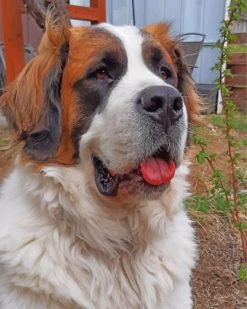 saint-bernard-dog-paint-by-number