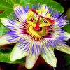 tropical-passionflower-paint-by-numbers