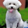 white-bichon-frise-paint-by-numbers