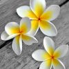 white-frangipani-flower-paint-by-numbers