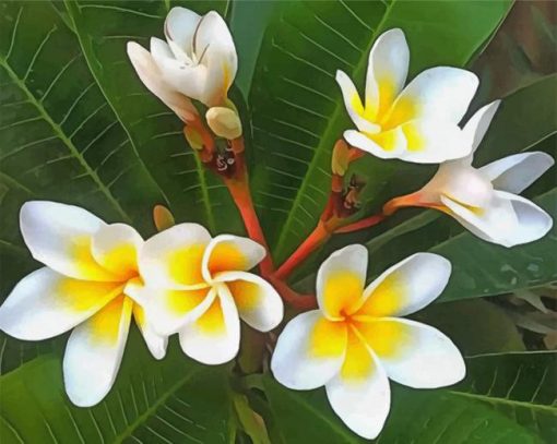 white-frangipani-paint-by-number