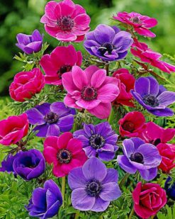 Colorful Anemone paint by nummbers