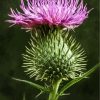 scortish-thistle-paint-by-numbers