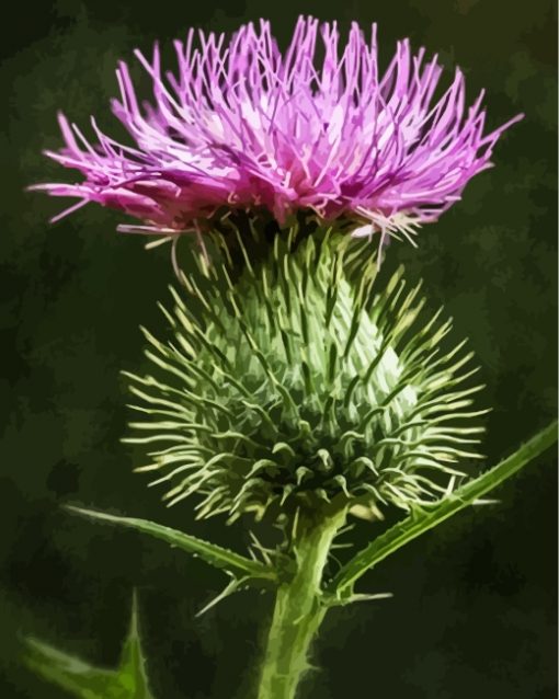 scortish-thistle-paint-by-numbers