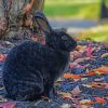 Black Rabbit Bunny Hare Wildlife paint by numbers