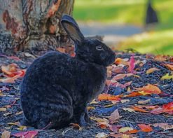 Black Rabbit Bunny Hare Wildlife paint by numbers