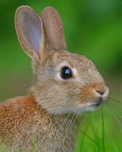 Cute Beige Rabbit paint by numbers