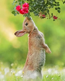 Cute Hare paint by numbers