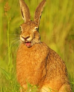 Smiling Rabbit paint by numbers