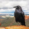 Common Raven paint by numbers