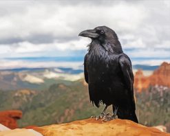 Common Raven paint by numbers