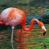 Flamingo Drinking Water Paint by numbers