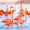 Flamingos Birds By Sea Paint by numbers