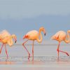 Flamingos Birds paint by numbers