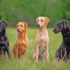 Labrador Retriever Dogs paint by numbers