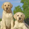 Labradors Puppies paint by numbers