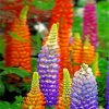 Aesthetic Lupins paint by numbers