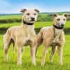 Lurcher Dogs paint by numbers