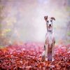 Lurcher Puppy paint by numbers