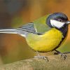 Parus paint by numbers