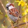 Brown Passer Bird paint by numbers