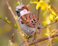 Brown Passer Bird paint by numbers