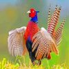 Beautiful Pheasant paint by numbers