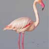 White Pink Flamingo Bird paint by numbers