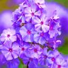 Blue Phlox Flowers paint by numbers