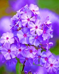 Blue Phlox Flowers paint by numbers