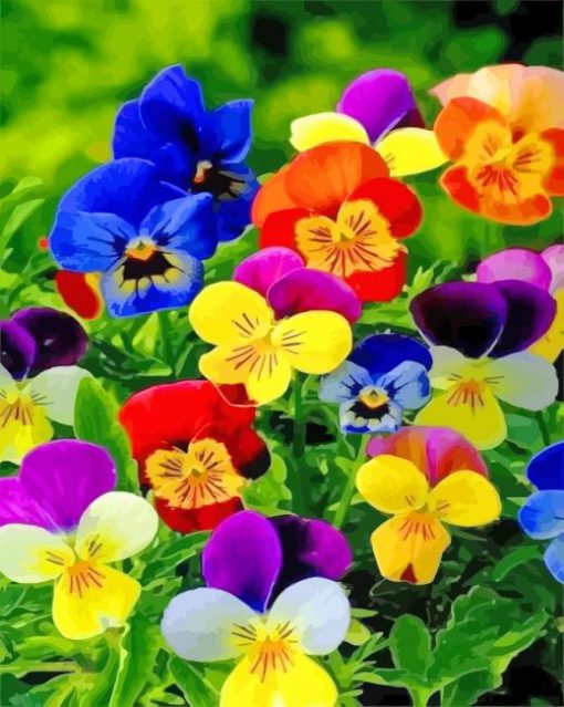 Colorful Pansies paint by numbers