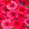 dark pink Petunias paint by numbers