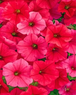 dark pink Petunias paint by numbers