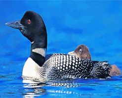 Loon Bird paint by numbers